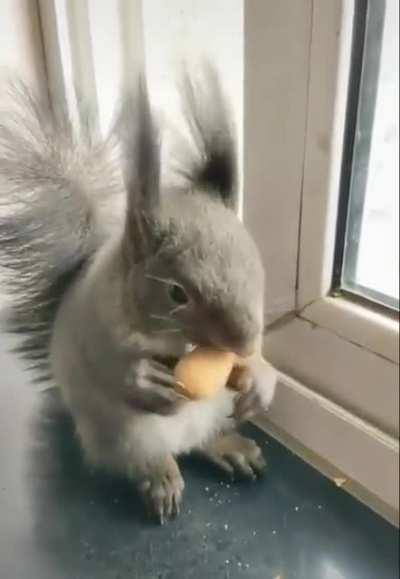 little guy always bring dried seed to trade for some nuts