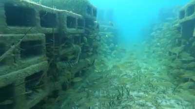 An artificial reef created by using nothing but concrete blocks