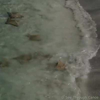 Cownose Rays surf waves and eat Coquina Clams in the Swash Zone