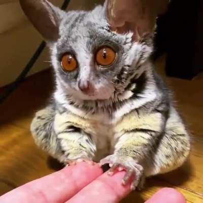 A very small bush baby yawn