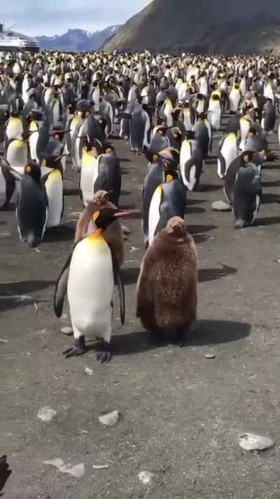 Penguin and its growing chick go for a stroll