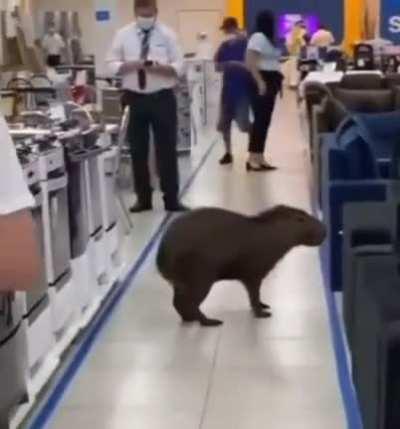 Capybara does some shopping