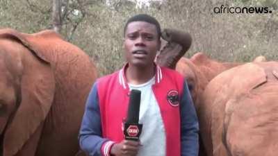 Kenya: News report on elephants interrupted by baby elephant