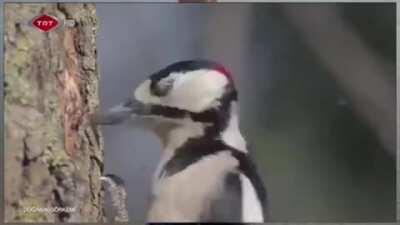 Woodpeckers peck around 12,000 times a day, sometimes up to 20 times per second, with a force 10 times stronger than a human’s concussion threshold. (More info in the comments)