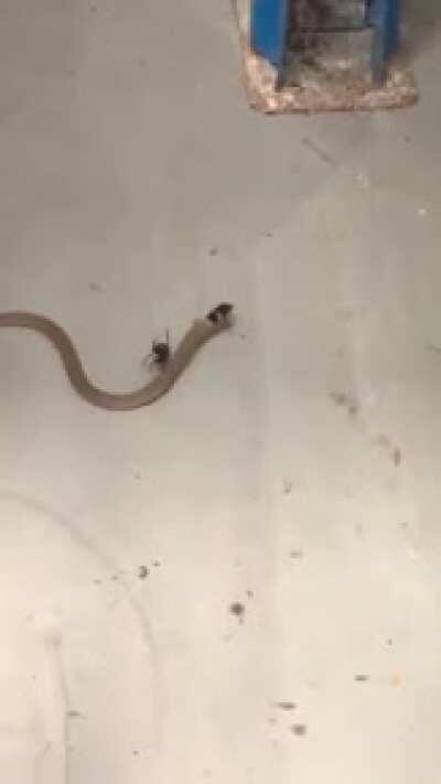 🔥 Redback spider captures venomous Eastern brown snake 🔥