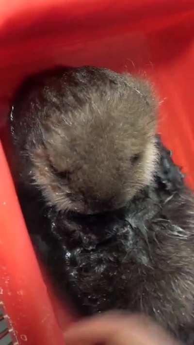 [OC] Baby Otter’s Sound