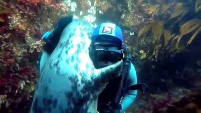 Seal approaches a diver and hugs him.