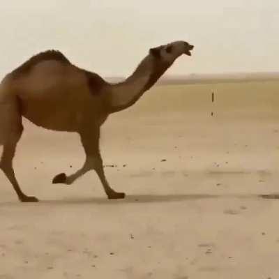 camel