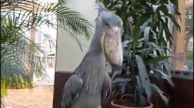 The day I finally meet a Shoebill will be the best day ever. 🤘