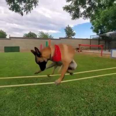 This dog focusing on titghtrope walking.