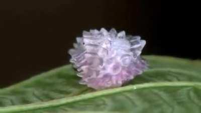 Jewel Caterpillar in the Amazon rainforest