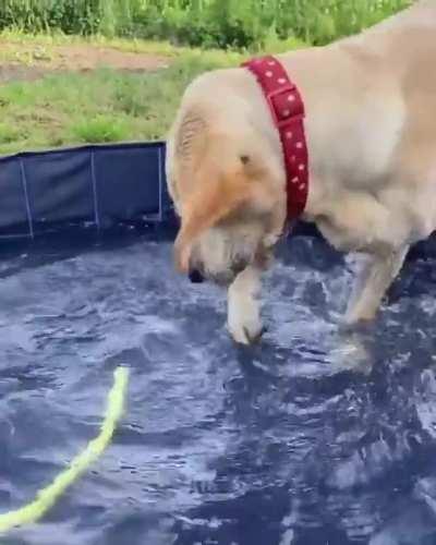 She was having a lovely day playing in the pool until it all went terribly wrong.