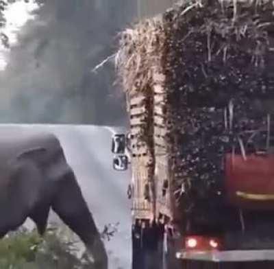 Cutest main character: Elephants in Cambodia have learned to exploit their right of way by stopping passing sugar cane trucks to steal a snack.