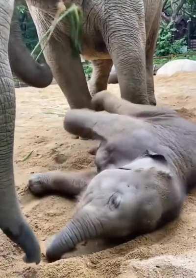 The baby elephant is very happy to play anything.
