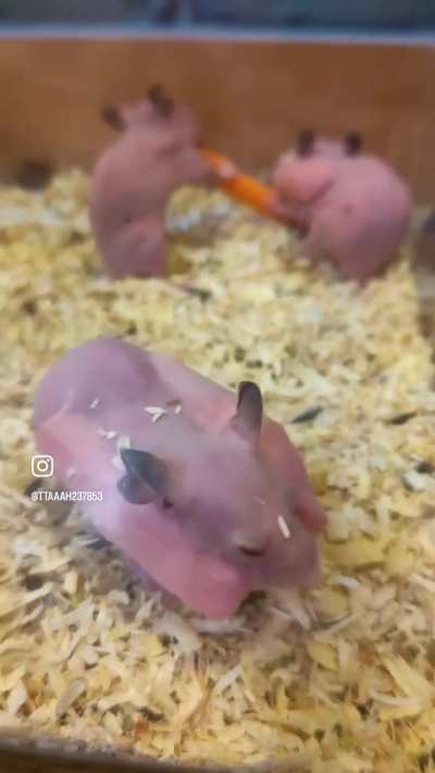 Hairless hamsters