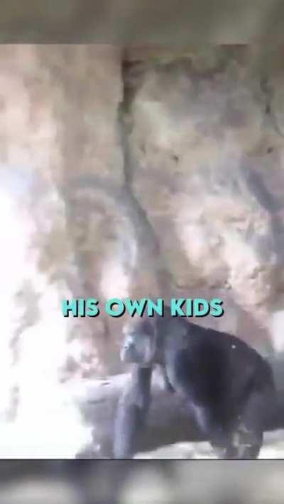 Gorilla father likes to steal his babies. 