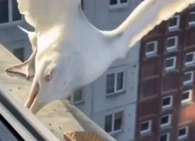 Crow vs Seagull - Food Stealing