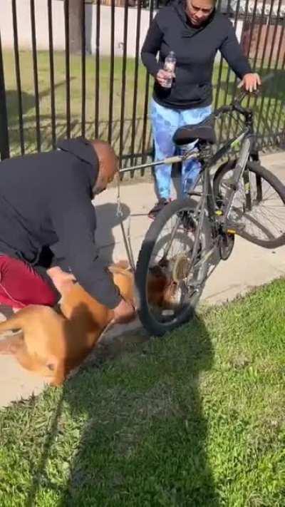 Man performs CPR on dog and successfully saves him