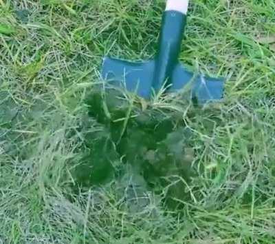 Easy way to plant seedlings