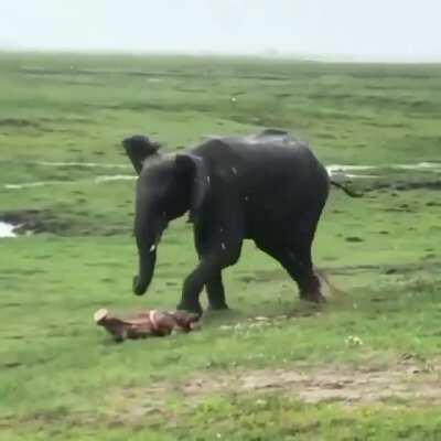 Elephant giving birth