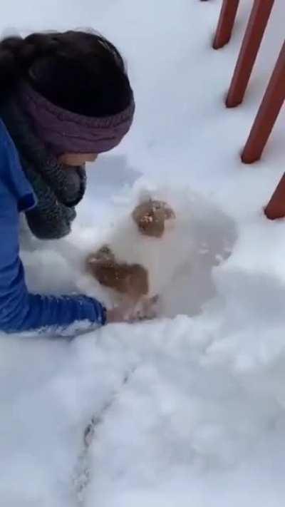 The snow trap