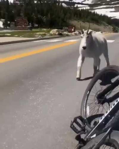 🔥An absolutely massive mountain goat spotted in Montana, United States.