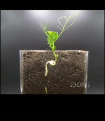 Grow baby grow..