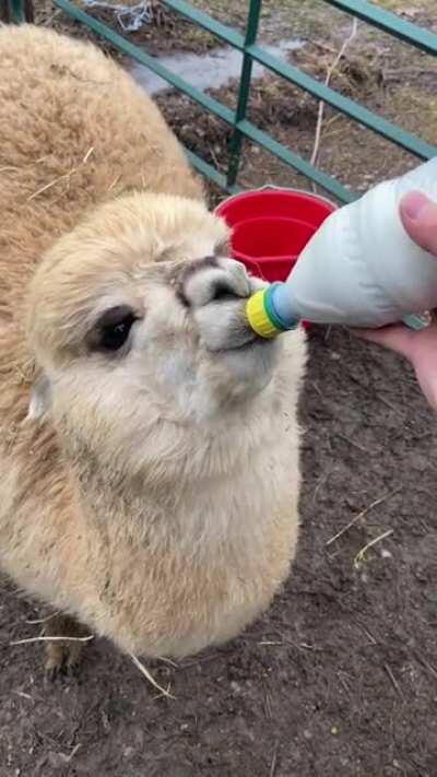 Got to feed Bella the orphaned baby alpaca ❤️