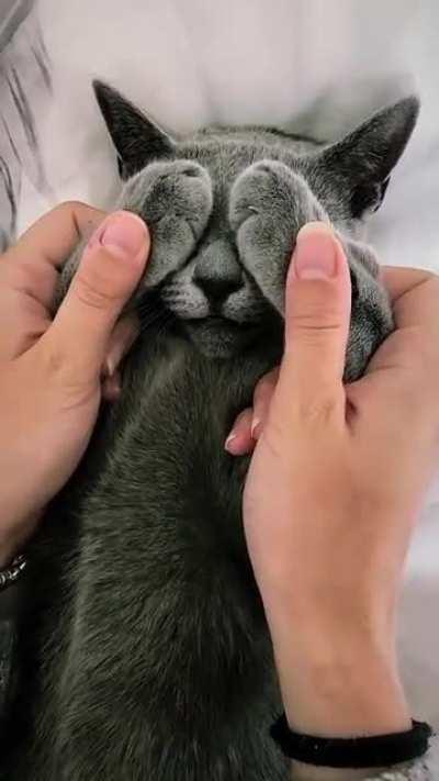 This Russian Blue Cat's Eyes