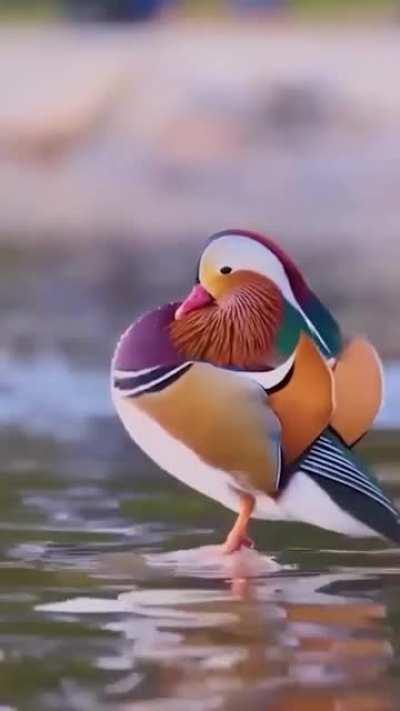 Behold the beautiful Mandarin duck.