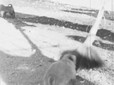 An archivist found a long forgotten 8mm film reel in an old metal box, marked &quot;Philipines 1942&quot;. Thinking it was lost WWII footage, he sent it in to be restored/digitized. When he got the footage back, he found puppies instead.