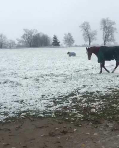 enjoy some pygmy horse zoomies 🐎