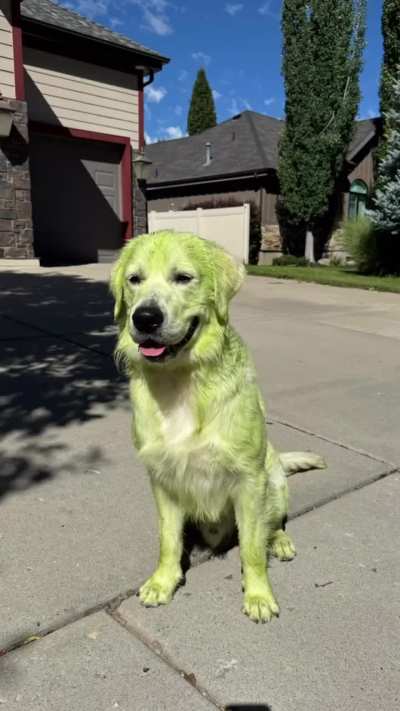 white dog found freshly cut grass