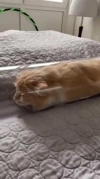 What a purrfect fit