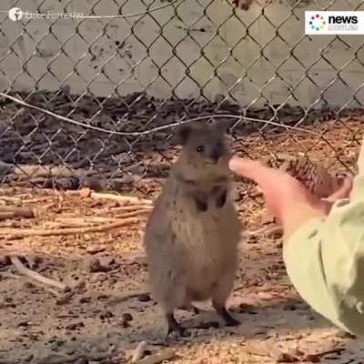 A quokka enjoying a juggling performance