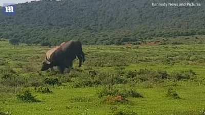 Rhino flipping over a one-tonne buffalo