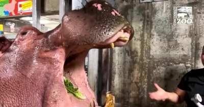 This very cooperative hippo dental patient