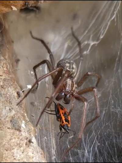 Eratigena sp. snatches a firebug. Key moments are slowed down 8 times.