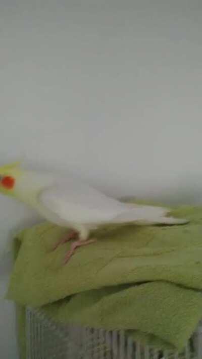 My cockatiel with their new song. Can be found on Iscreams :)