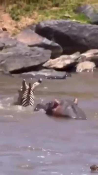 Zebra tackles multiple crocs and safely makes it to the shore!