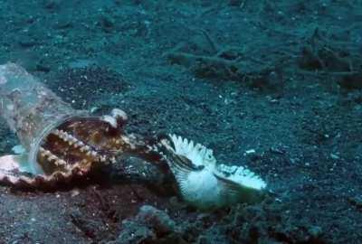 🔥 Diver convinces octopus to trade his plastic cup for a seashell