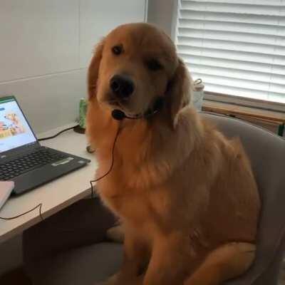 Hello this is Dog, how may I help you?