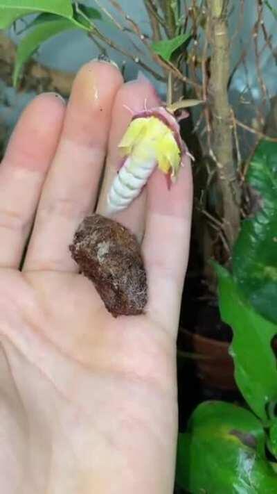 🔥 Chinese Moon Moth hatching!