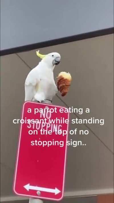 Average male Parrot