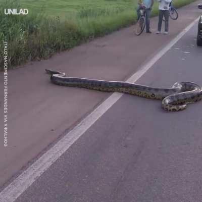 Massive anaconda slithers across a busy road and disappears into the grass [Brazil]