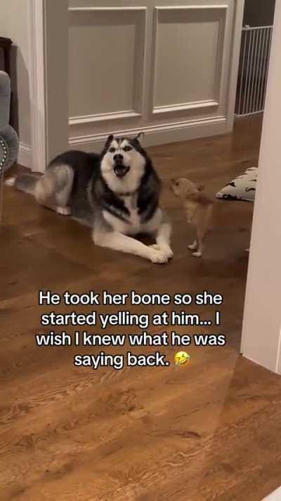 Husky and Chihuahua drama queens can argue for days