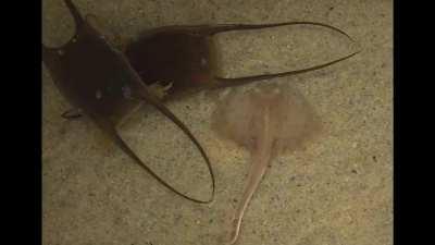 A baby skate popping out of its egg casing