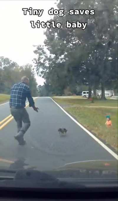 Tiny dog saving this baby.