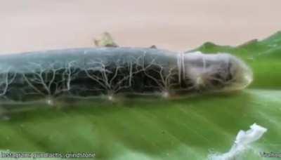 The Brazilian Skipper caterpillar's skin is so transparent that its circulatory system is visible.