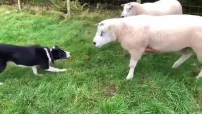 Shepherd dog's focus and resilience is unmatched